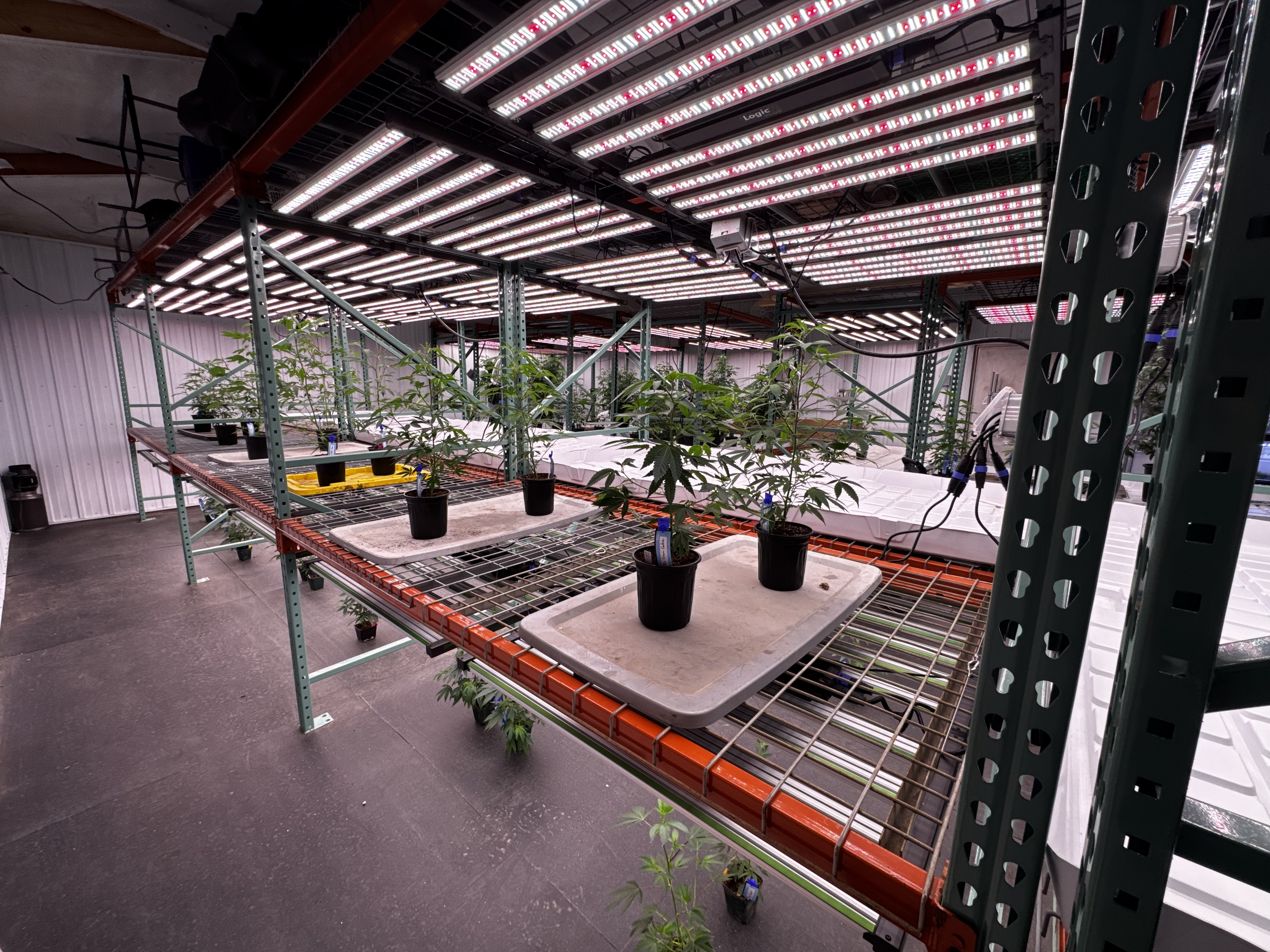 Concentrate Labs — flowering canopy under the Iluminar LED fixtures