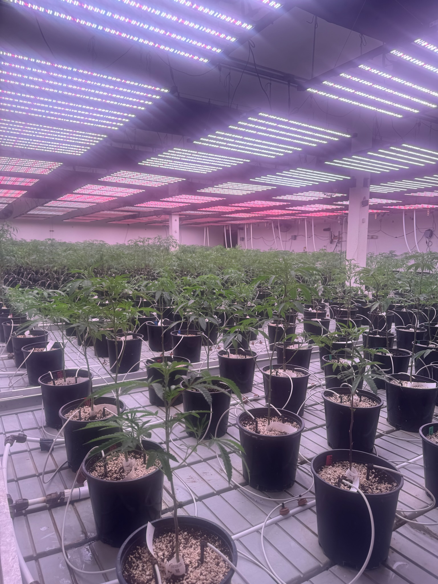 Khush Kush — flowering canopy under the Iluminar LED fixtures